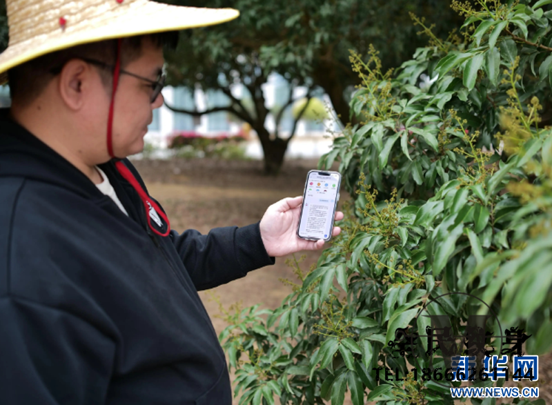 电商,AI,直播,荔枝,茂名 . 乡村振兴在行动｜荔枝树下新“三变”让岭南至味释放新甜蜜